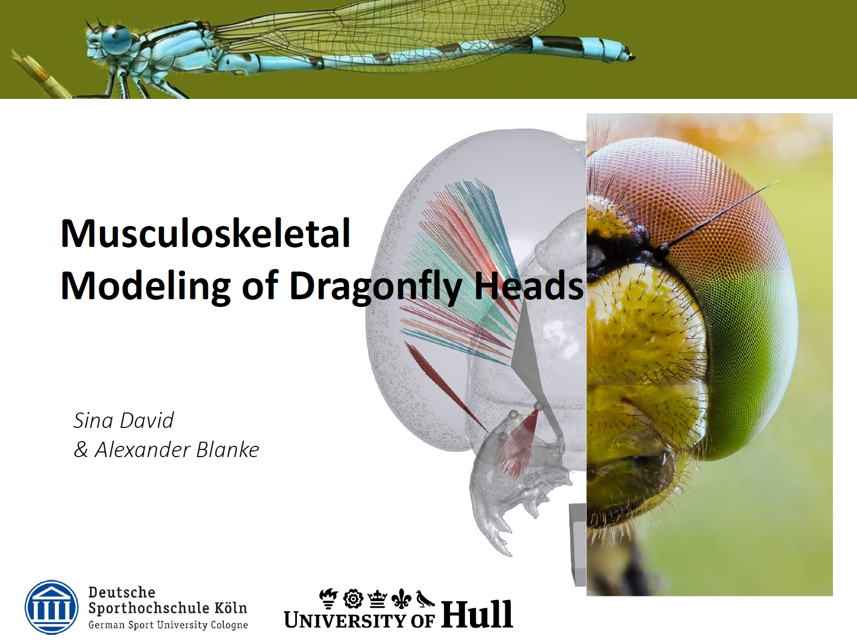 Musculoskeletal modeling of Dragonflies