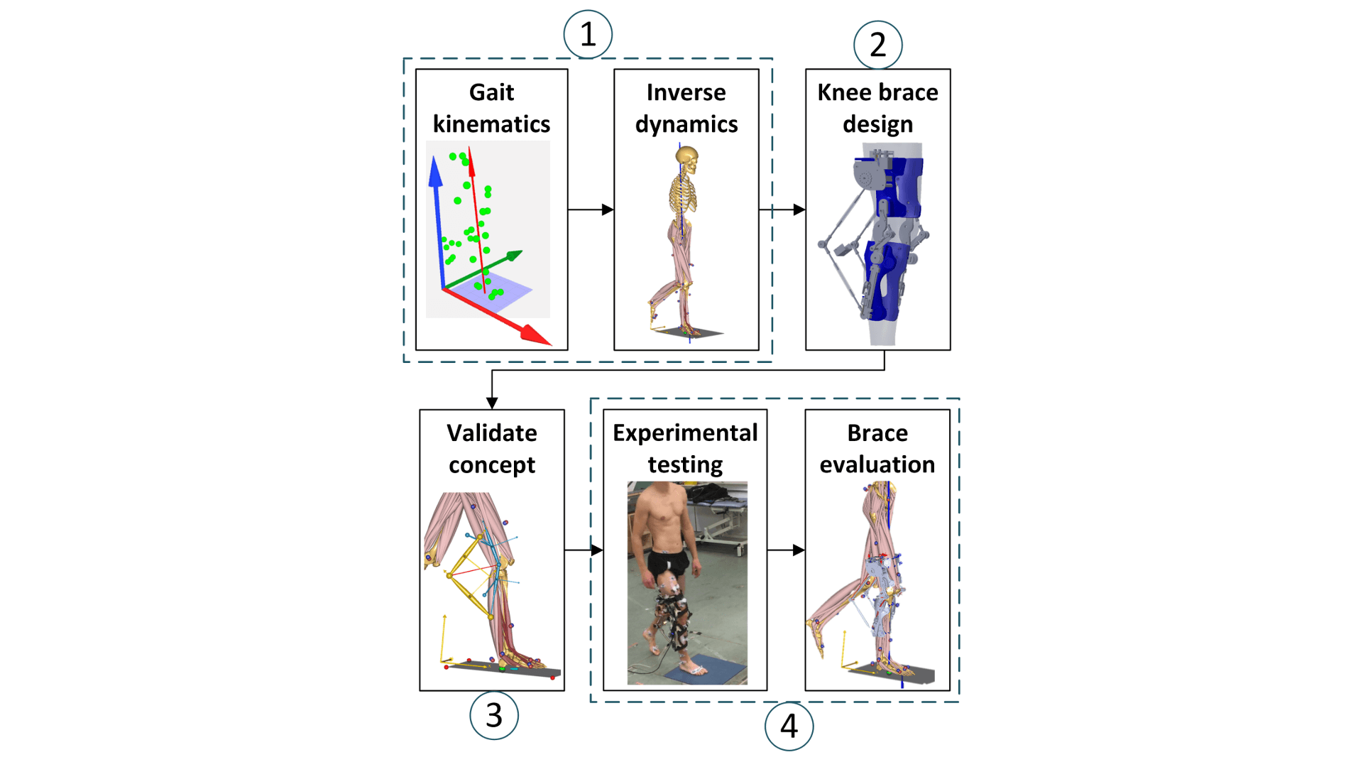 Investigation of bracing to unload muscle and knee contact forces for knee osteoarthritis patients