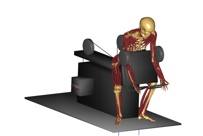 Exercise analysis with the AnyBody Modeling System