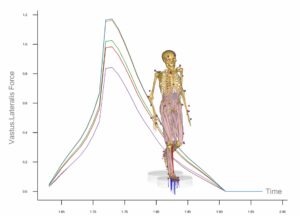Biomechanical simulation