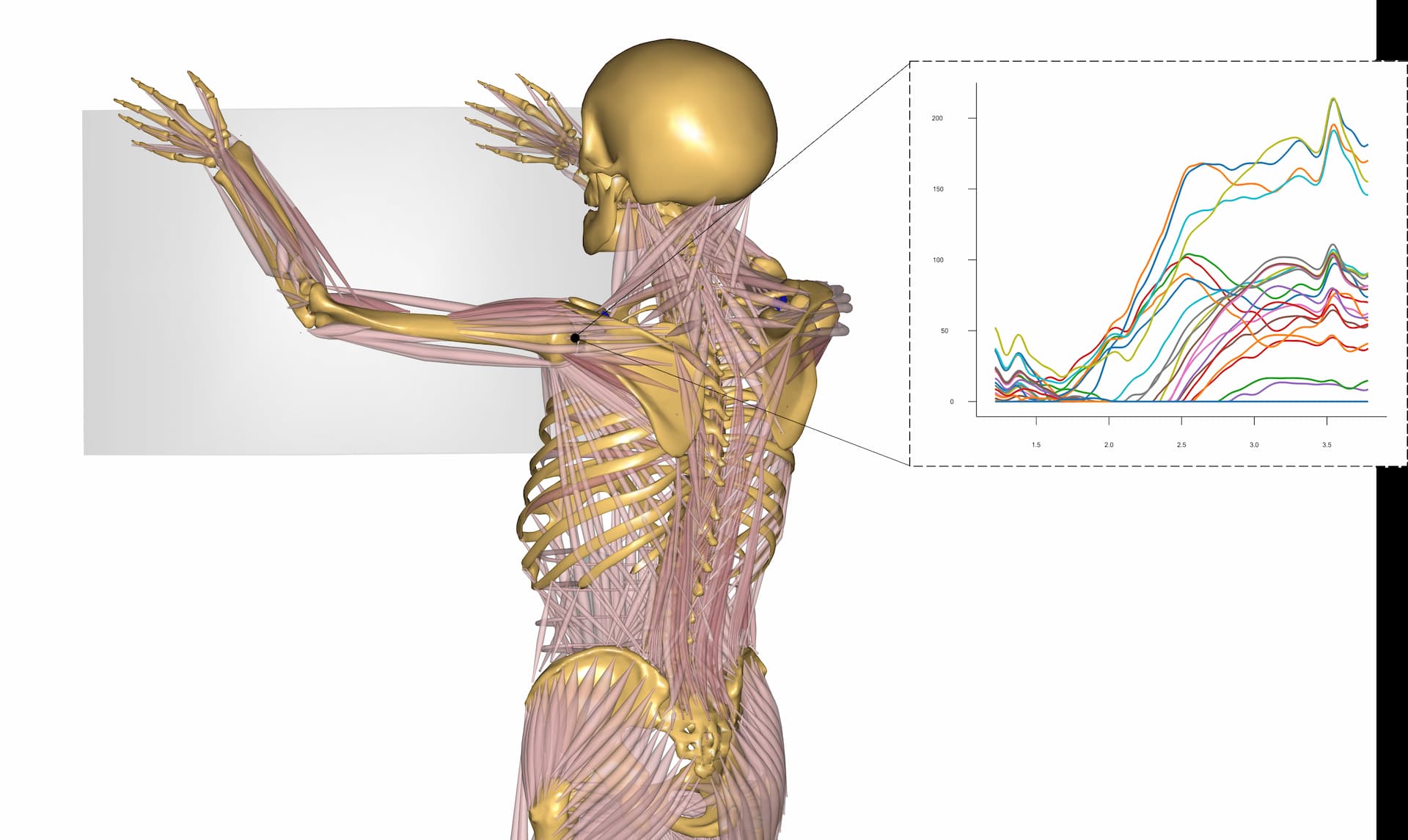 shoulder biomechanics