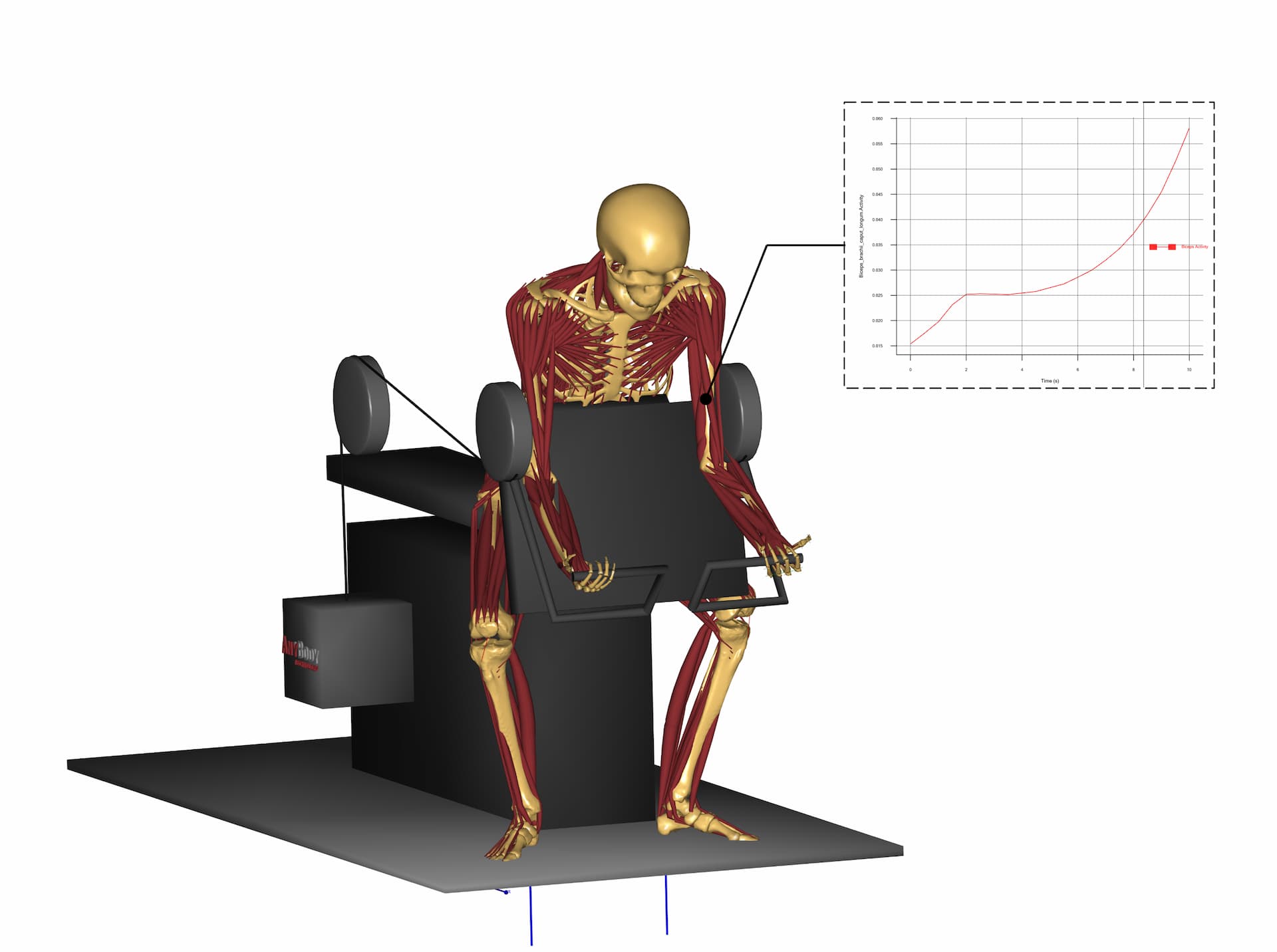 Muscle activation