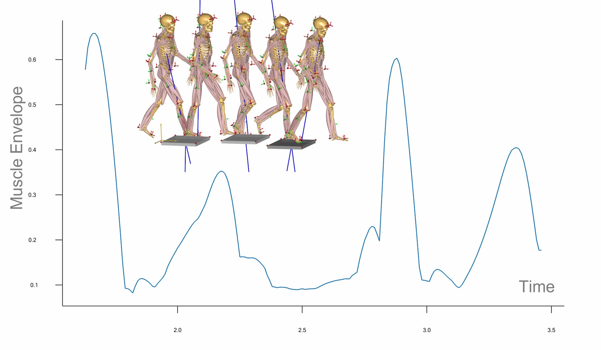 musculoskeletal analysis