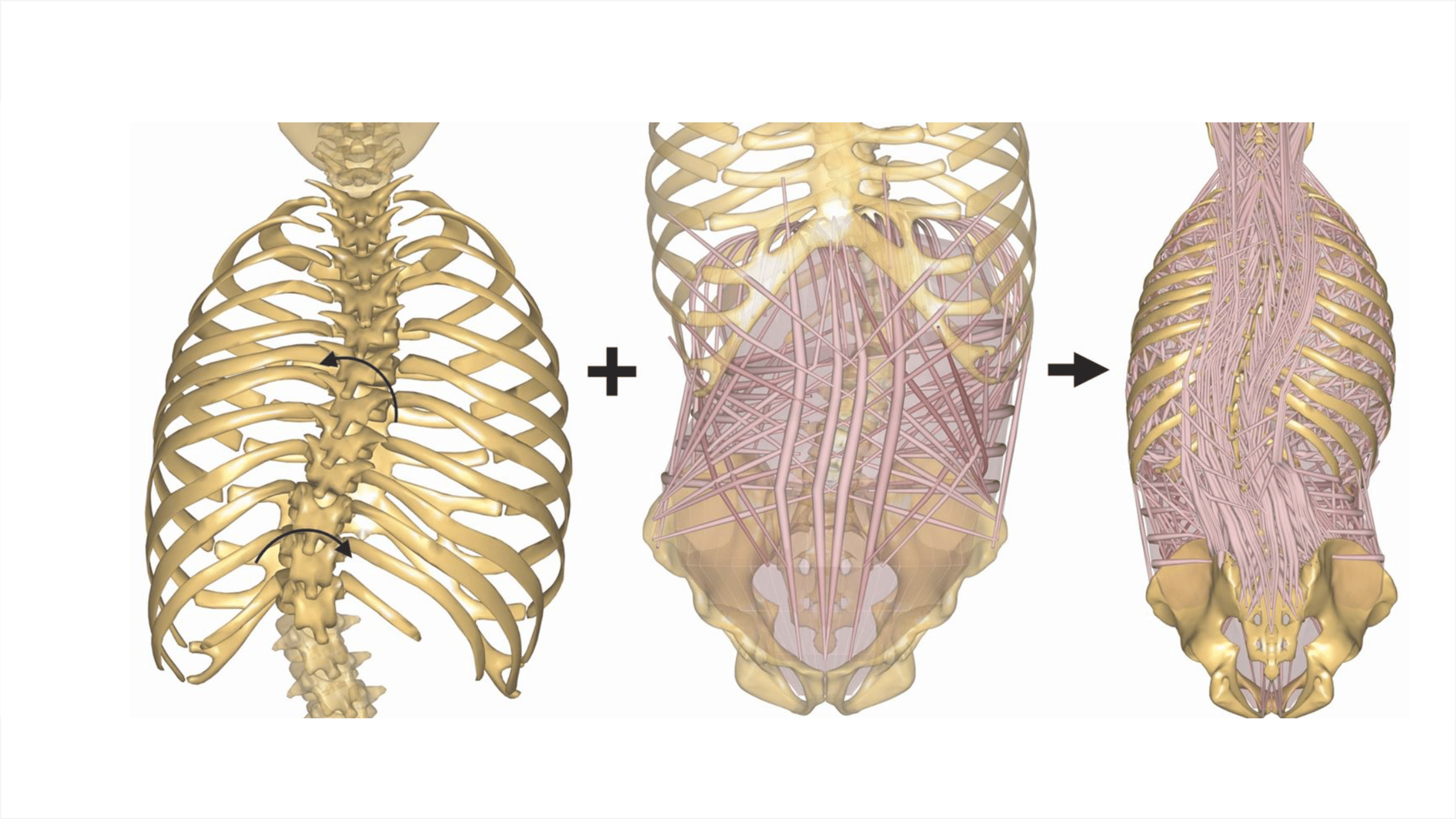 AnyBody Thoracic Spine model