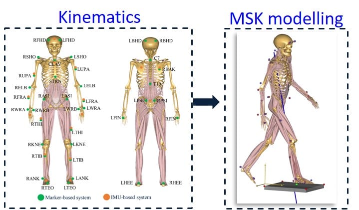 Using Musculoskeletal Models for Fracture Risk Prediction: Integrating Predicted Ground Reaction Forces and IMU systems for Kinematic Analyses